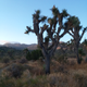 Illustration for article titled My first trip to Joshua Tree National Park